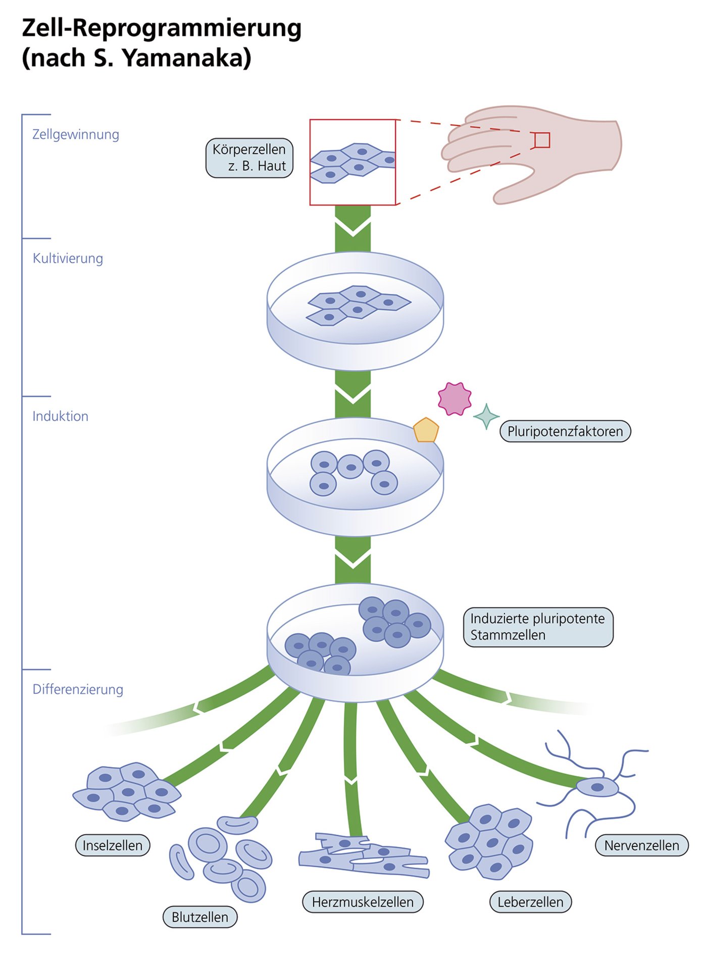 Herstellung induzierter pluripotenter Stammzellen Herstellung induzierter pluripotenter Stammzellen